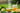 Is Green Tea a Detox Tea?