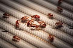 Will Electric Blanket Kill Bed Bugs?